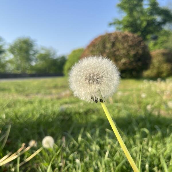 搜索引擎优化 SEO