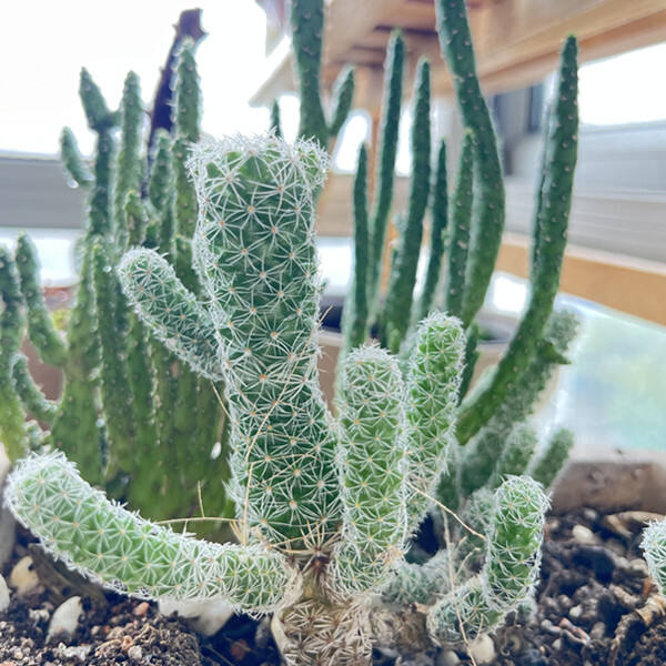 心理学效应 02 - 拆屋效应